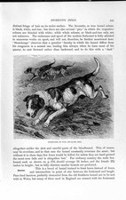 Old antique print for sale  UK