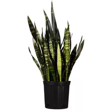 Tall snake plant for sale  Ruskin