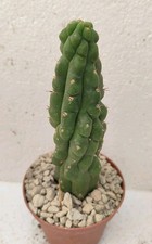 Cereus kikko pøt usato Cereus kikko pøt usato  Lecce
