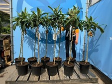 Japanische wollmispel eriobotr gebraucht kaufen  Versand nach Germany