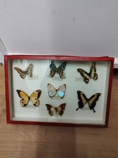 Boite entomologique papillons d'occasion  Villiers-sur-Marne