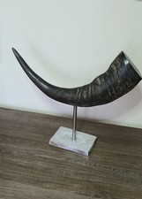 buffalo horn for sale buffalo horn for sale LUTON