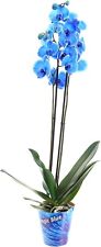 Phalaenopsis double stemmed for sale  BAGSHOT