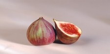 Fig tree seeds for sale  Wilmington