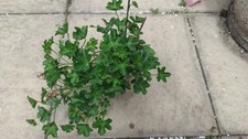Pelargonium peltatum plants for sale  LONDON