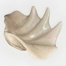 Large iridescent clam for sale  Youngstown