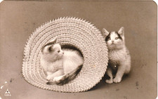 1908 katzen hut gebraucht kaufen  Elsoff, Rehe, Oberroßbach