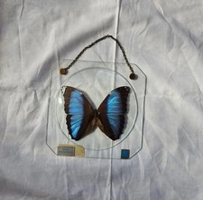 Morpho achilles präparierter gebraucht kaufen  Münster