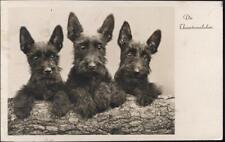 20047400 scotch terrier gebraucht kaufen  Deutschland