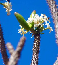 Pachypodium rutenbergianum 15c usato  Italia