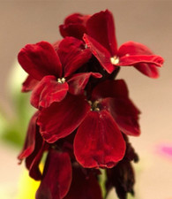 Erysimum blood red for sale  UK