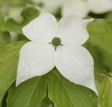 Japanischer blumenhartriegel t gebraucht kaufen  Bad Zwischenahn