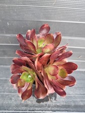 Aeonium plum purdy for sale  KILMARNOCK