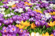Mixed crocus bulbs for sale  CRAWLEY