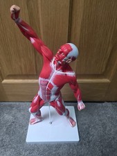 Human muscle model for sale  BOLTON