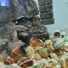 Juvenile neolamprologus multif for sale  Grandville