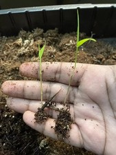 Moso bamboo seeds. for sale  Bridgewater