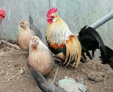 Yellow partridge dutch for sale  WREXHAM