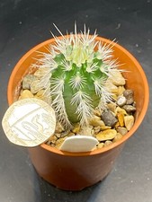 Echinocereus russanthus for sale  MOLD