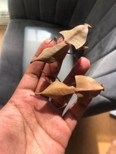 Deroplatys gorochovi nymphs for sale  COWES