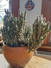 Fairy castle cactus for sale  MUSSELBURGH