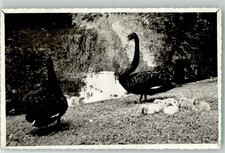 39627445 schwarzer schwan gebraucht kaufen 39627445 schwarzer schwan gebraucht kaufen  Eimeldingen