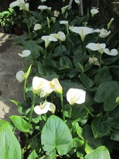 Arum lily white for sale  WADHURST