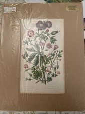 Antique botanical flower for sale  MAIDSTONE