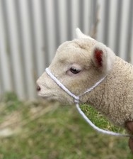 Lamb halter cream for sale  CHEPSTOW