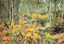 Ajoncs chemin forestier d'occasion  France