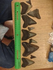 Lot fossil megalodon for sale  Poughkeepsie