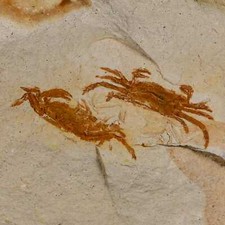 Two fossil crab for sale  Post Falls
