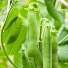 Pea terrain 75gm for sale  SALISBURY