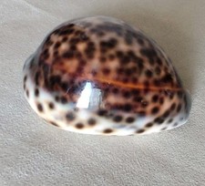 Cyprara tigris conchiglia usato Cyprara tigris conchiglia usato  Bagno a Ripoli