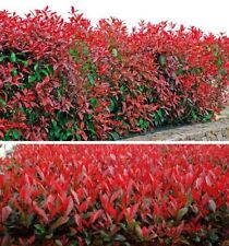 Piante photinia compatta usato  Castellana Grotte