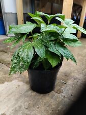 Fatsia japonica evergreen for sale  HARLOW