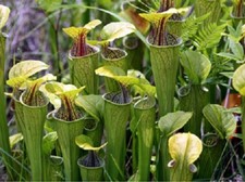 Sarracenia oreophila seeds for sale  CAMBORNE
