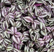 Tradescantia zebrina wandering for sale  Altamonte Springs