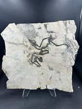 Super seltener vogel gebraucht kaufen  Nürtingen