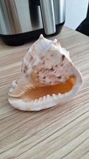 Große muschel meeresschnecke gebraucht kaufen  Bayreuth