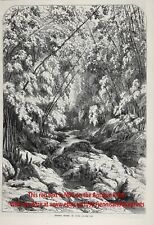 Cuba Tropical Forest Scene, Large 1860s Antique Engraving Print & Article comprar usado  Enviando para Brazil