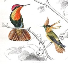 1850 oiseau mouche d'occasion  Asnières-sur-Seine