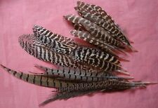 Lot belles plumes d'occasion  Chauvigny