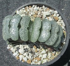 Haworthia truncata blue for sale  Porter Ranch