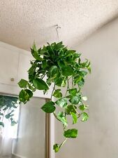 Indoor plants custom for sale  Chatsworth