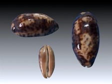 Cypraea testudinaria buton usato Cypraea testudinaria buton usato  Roma