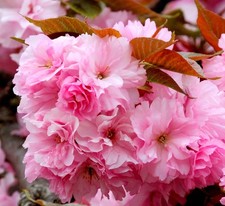 Prunus serrulata ciliegia usato Prunus serrulata ciliegia usato  Napoli