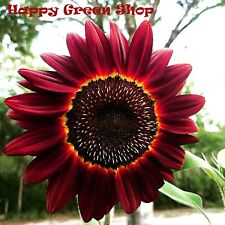 Sunflower red moulin for sale  DONCASTER