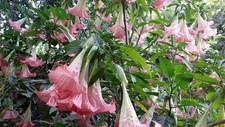 Brugmansia pink angel for sale  BECCLES
