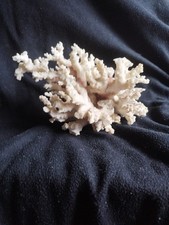 Large vintage dried for sale  KILMARNOCK